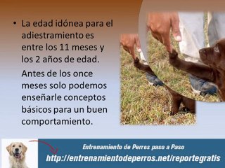 Manual con las Mejores Ténicas del Entrenamiento Canino