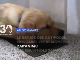 Sommaire émission 30 Millions d'Amis 27/11/2011