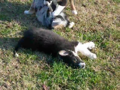 berger australien noir tricolore
