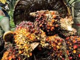 De la déforestation à une huile de palme durable