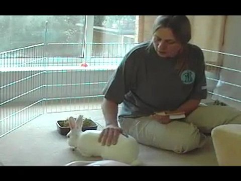 Handling and lifting Rabbits - an expert guide - Part 1 of 2
