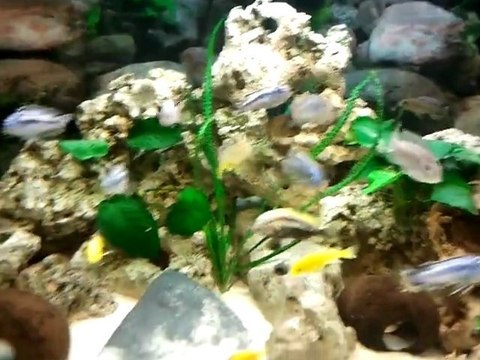 mon aquarium cichlides malawi