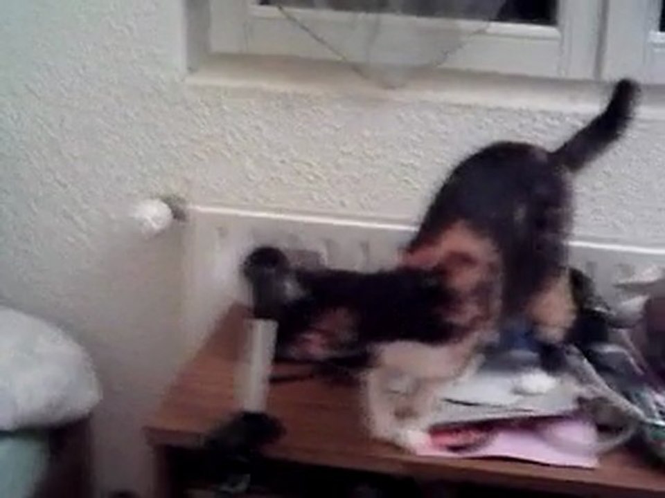 chat qui joue avec un vantilateur qui s'appelle rosalie.