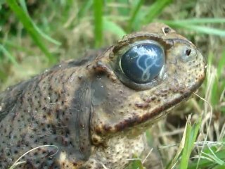 Crapaud avec un parasite dans l'oeil
