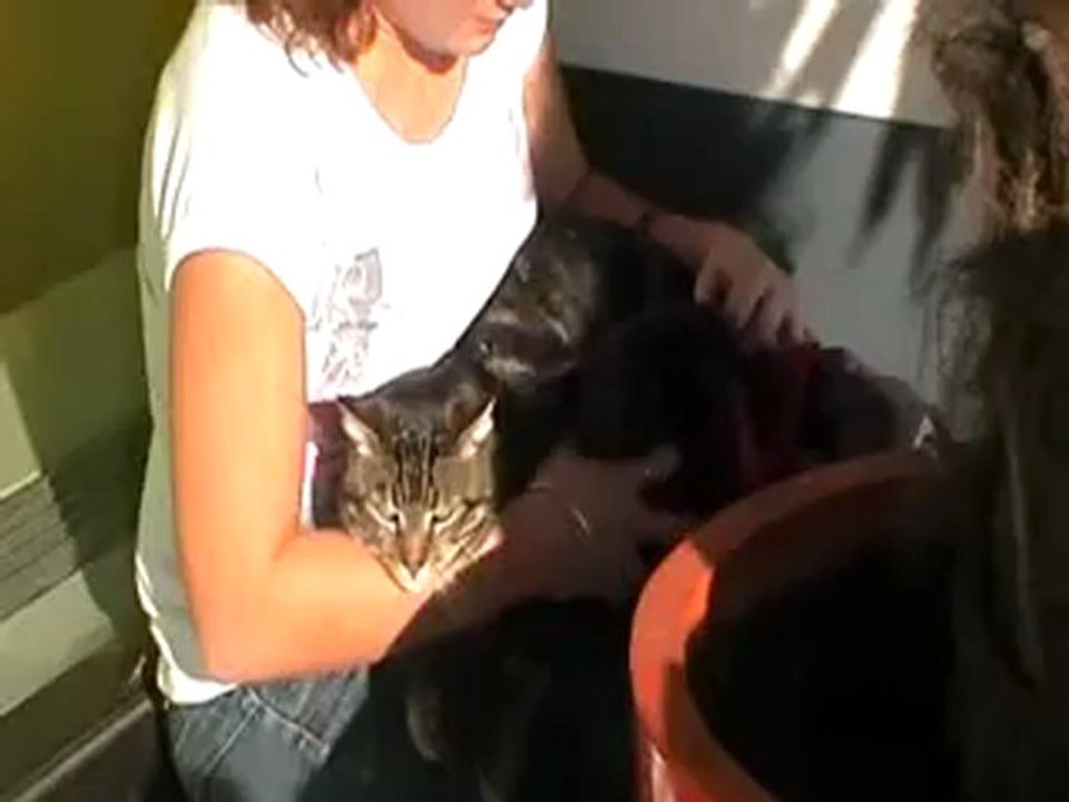La chat tout sage!