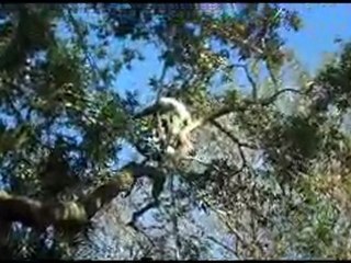 Tree Service Columbia SC and Lexington SC