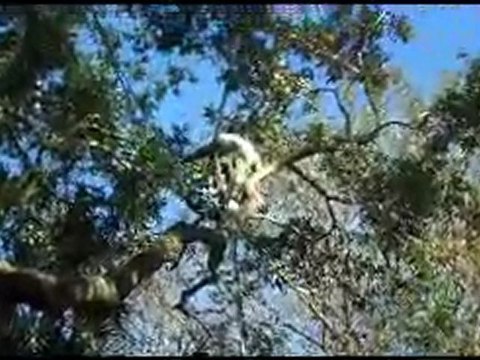 Tree Service Columbia SC and Lexington SC