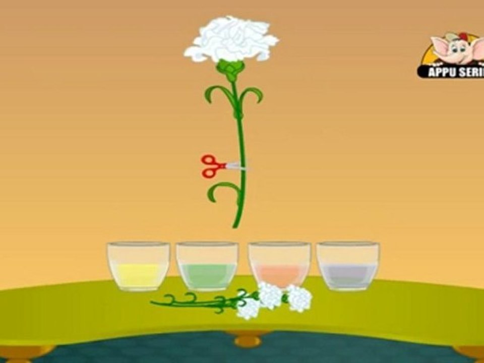 Learn Science through Home Experiments - Drinking Plants