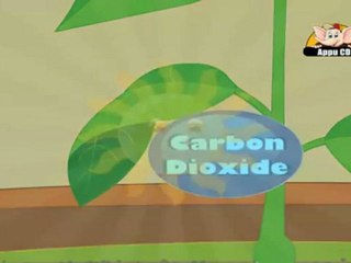 Learn About Plants - Photosynthesis