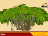 Learn about Plants  in Hindi - Trees