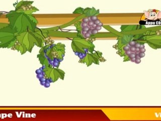 Learn about Plants  in Hindi - Vines and Algae
