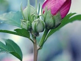 SENİ SEVDİĞİMİ BİL BENİM