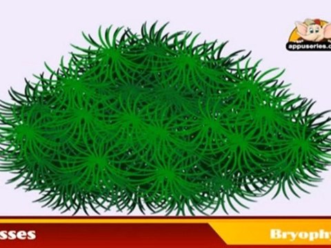 Learn about Plants in Hindi - Bryophytes