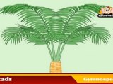 Learn about Plants in Hindi  - Gymnosperms