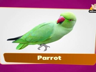 Flashcards for children - Birds