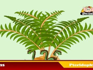 Learn about Plants in Kannada - Pteridophytes