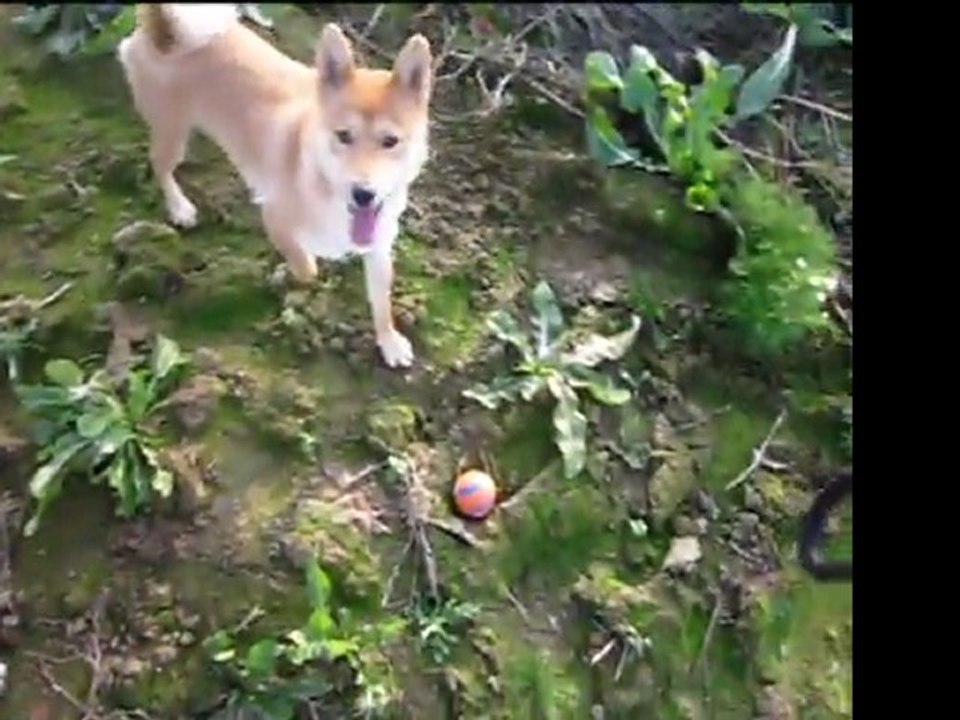 shiba kennel No Miyajima