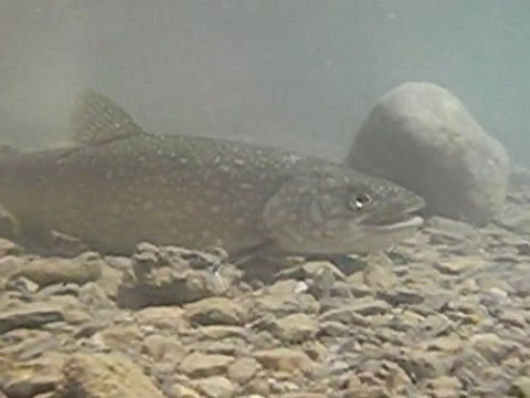 Marches ou pêches vol.3.Barrages et rivières