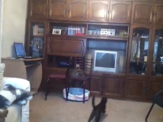 Crazy cat is fetching ! LOL !