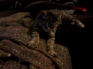 WP_20111119_183808Z kot 2