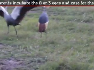 Black Crowned Crane - Fun Facts