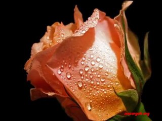 Nice senelere...