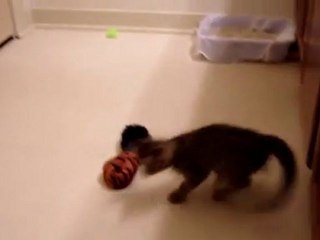 Oskar the Blind Kitten and His First Toys