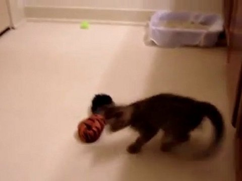 Oskar the Blind Kitten and His First Toys