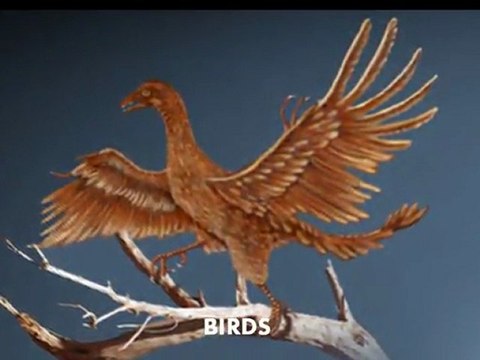 A Trip Through Geologic Time Movie