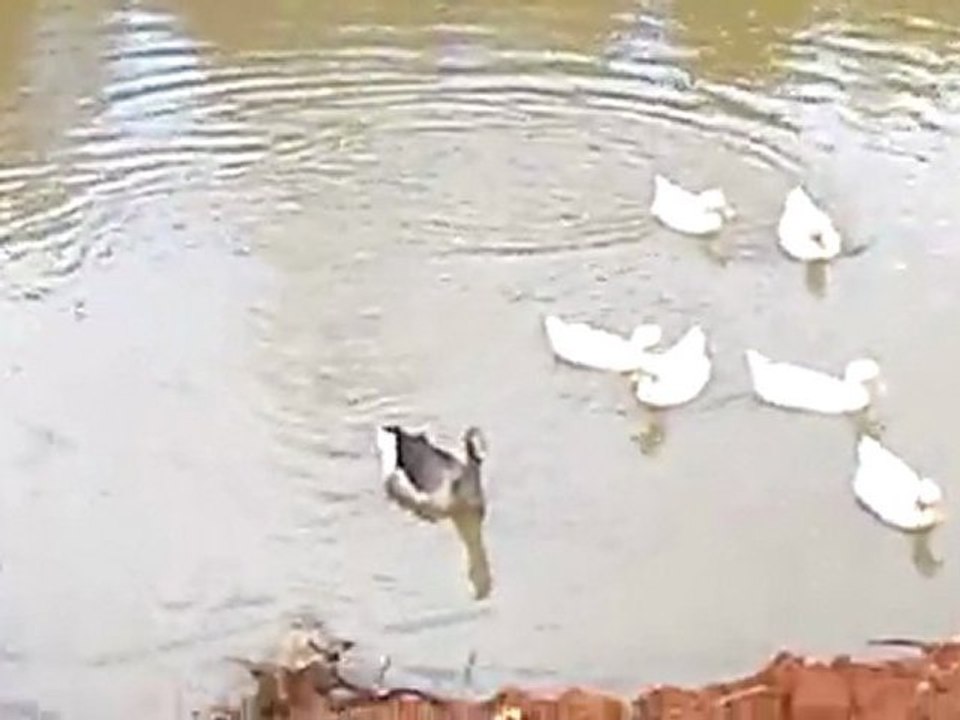 Ducks: The Beginning