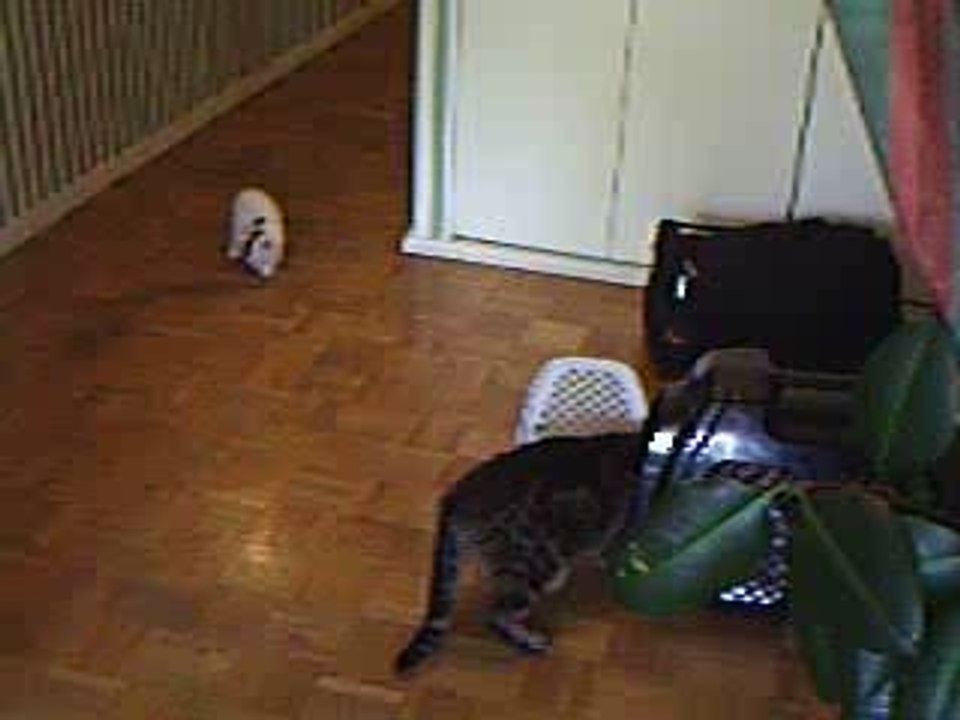 poupette grimace toujours et encore!!!