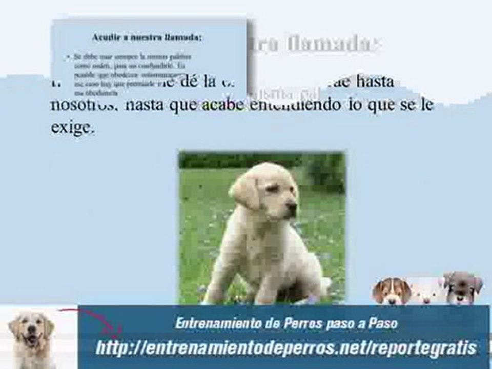 Secretos del Adiestramiento Canino