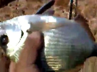 Çandarlı Avım- Oltamisina