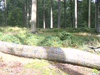 Moi et Mister en balade