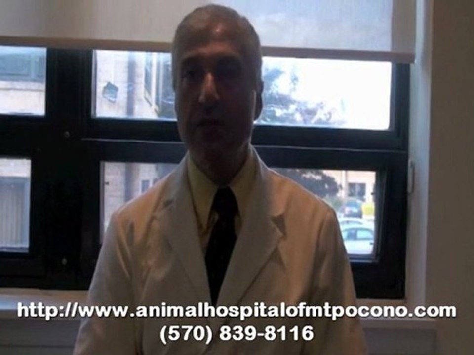 My Pet Is Not Feeling Well - Pet Care with Mt. Pocono Vet