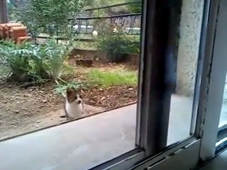 Έβαλαν φωτιά σε γάτα και ανέβασαν το βίντεο στο facebook