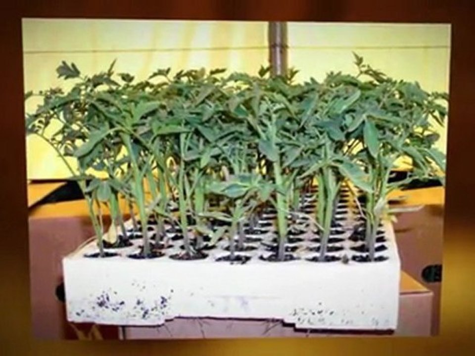 Halifax Hydroponics | Hydroponic Winter Garden