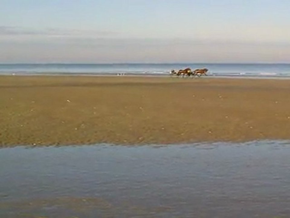 Wallis à CABOURG (14)