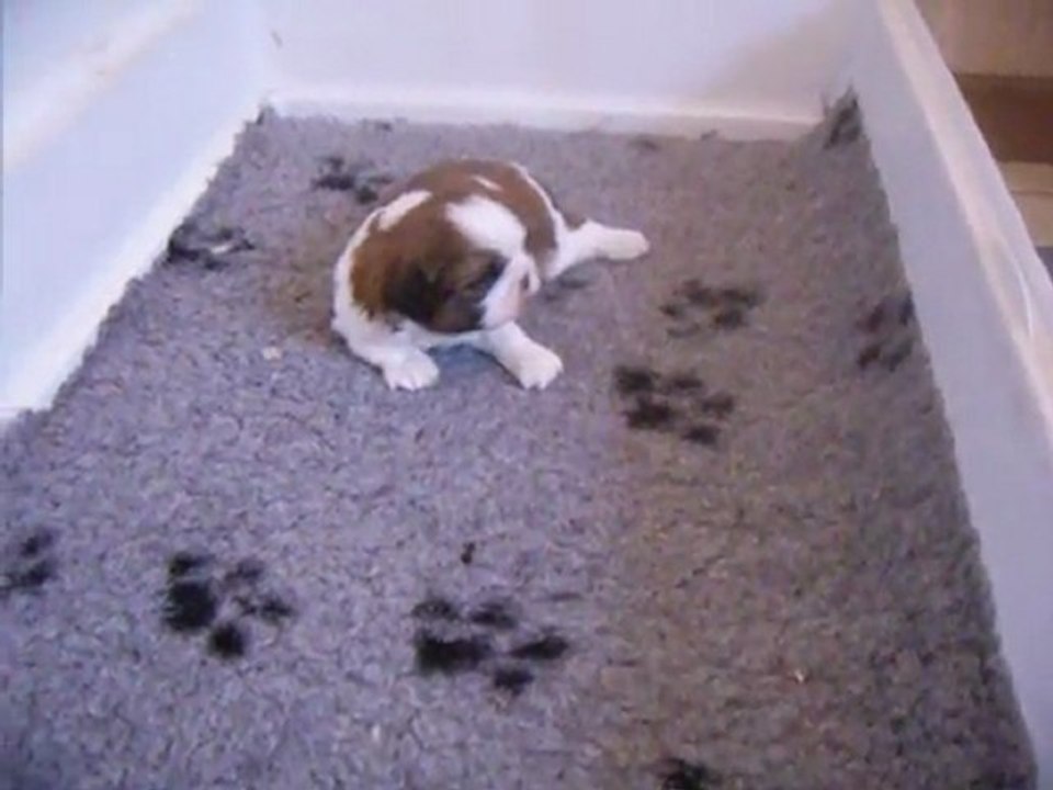 bébé de flory shan et baltai 2011 a 15 jours et demi