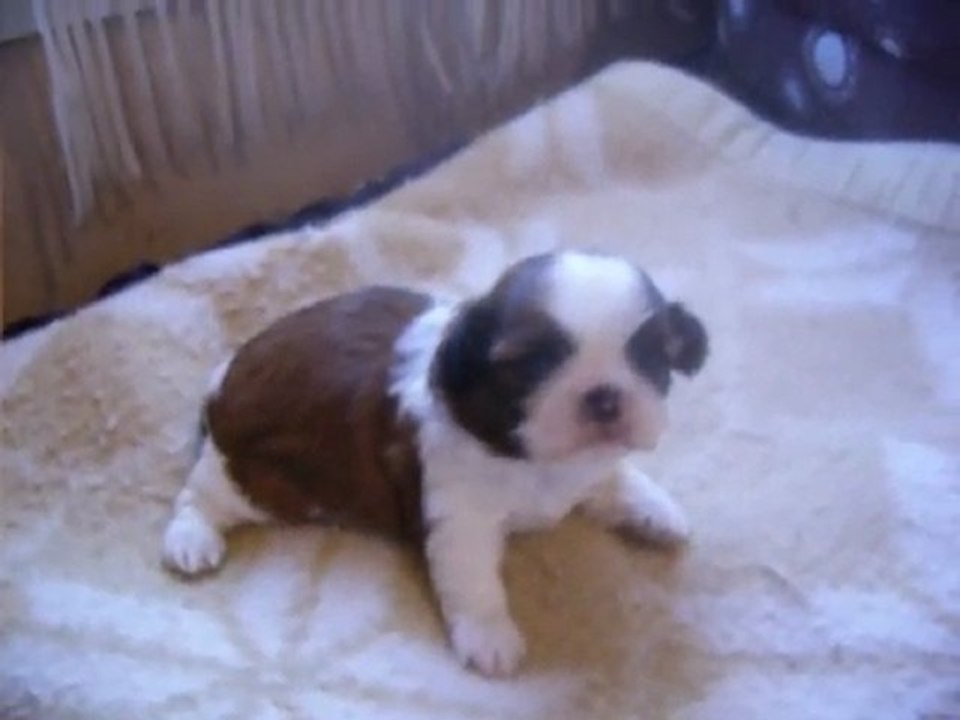 bébé de bal tai et flory shan 2011 a 15 jours et demi