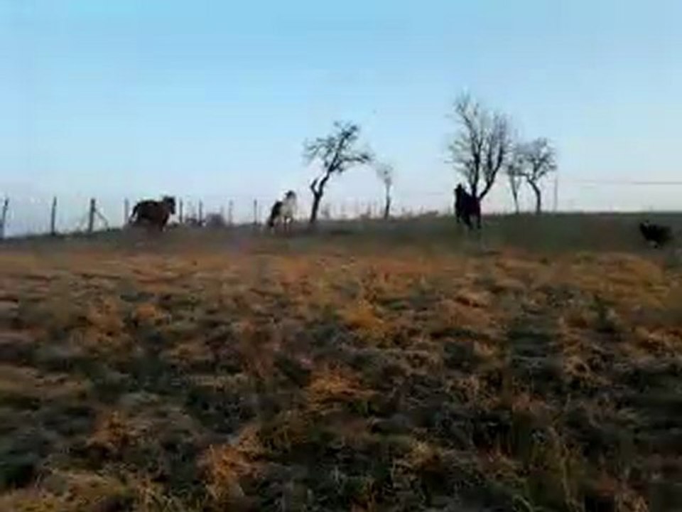 Vidéo0011