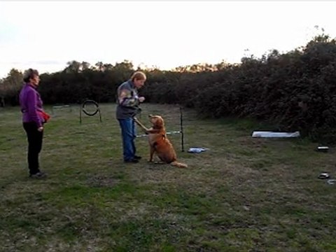 Balade et Agility sur le bassin d'arcachon Novembre