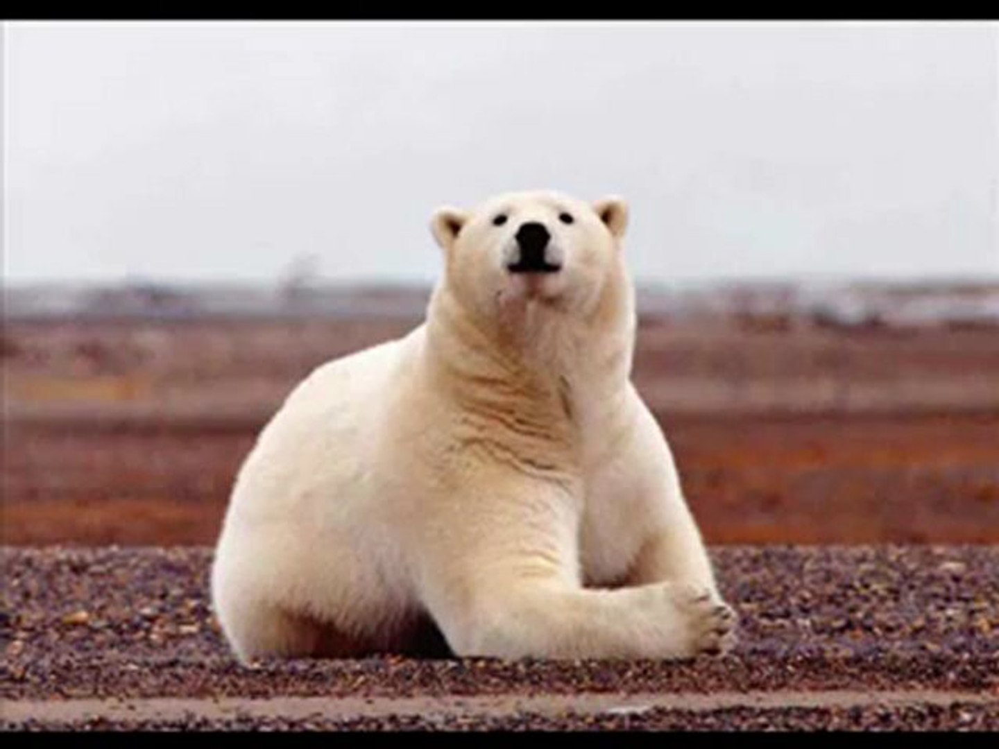 ⁣Polar Bear - Photo's   Music - YouTube