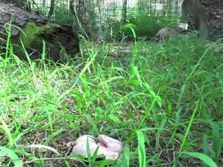 TIGERS & TURKEYS: A Love Story....