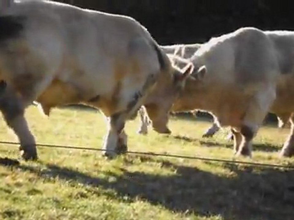 Mon film................combat de catch, combat de chefs,