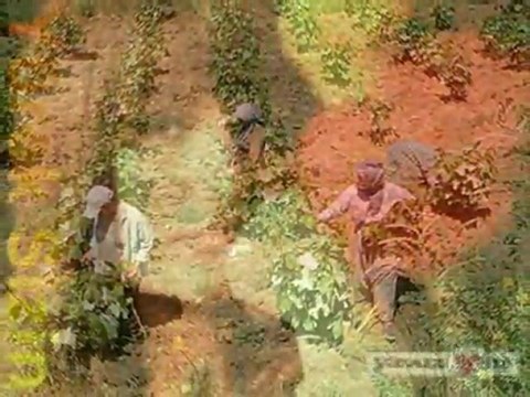 SELDA BAĞCAN... GESİ BAĞLARI