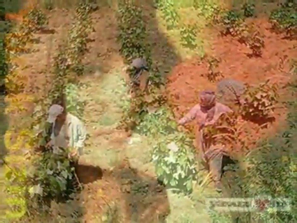 SELDA BAĞCAN... GESİ BAĞLARI