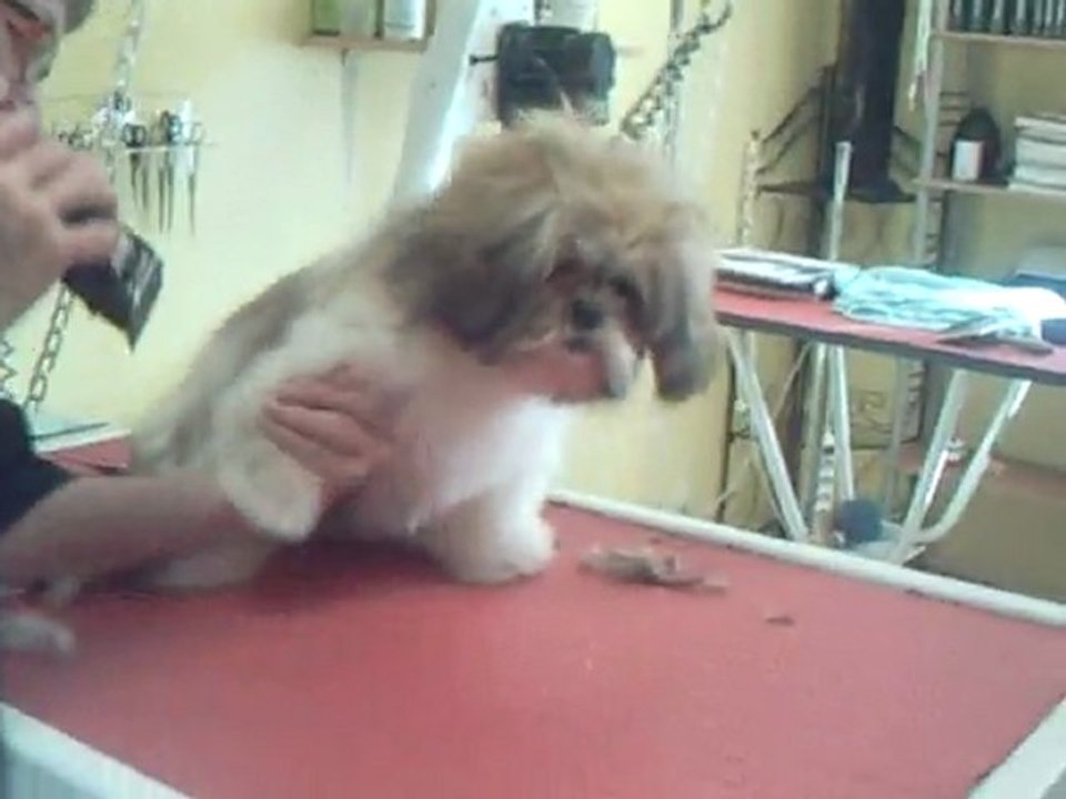 SALON TOILETTAGE REGARD CANIN CHIPIE
