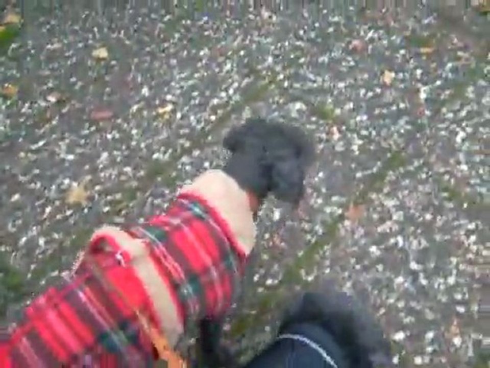 VIDEO 20 11 2011 BALADE MILORD LILY PISTOU