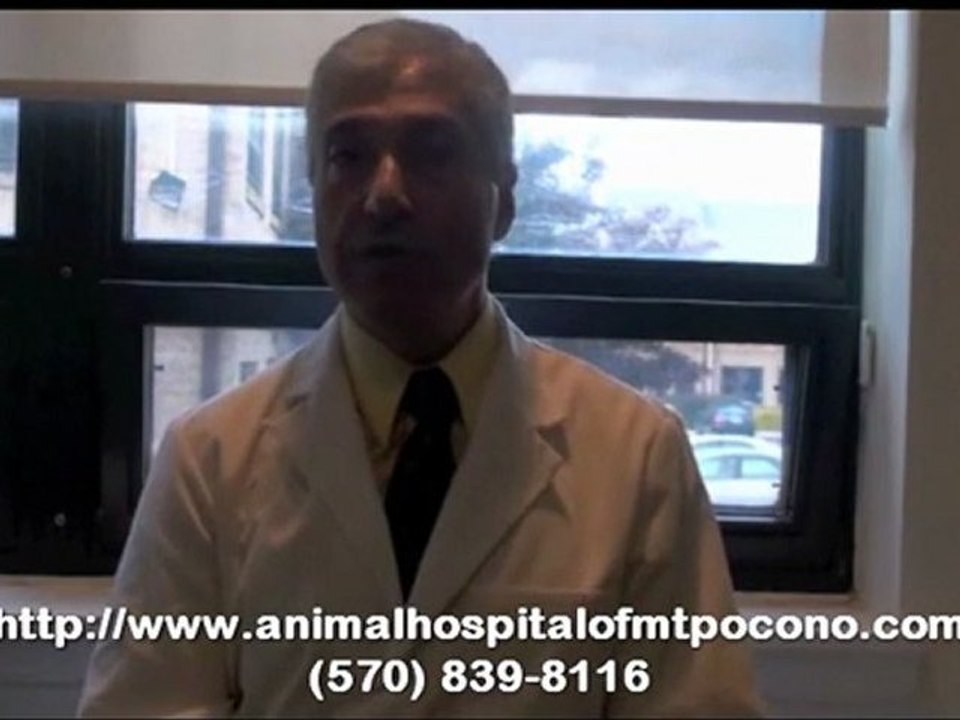 How Often You Need To Bring Your Pet to A Vet in Mt. Pocono
